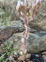 (c) Dee Shea Himes, some rights reserved (CC BY) Sedum laxum, photograph (c) Dee Shea Himes, some rights reserved (CC BY)
