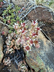 (c) Dee Shea Himes, some rights reserved (CC BY) Sedum laxum, photograph (c) Dee Shea Himes, some rights reserved (CC BY)