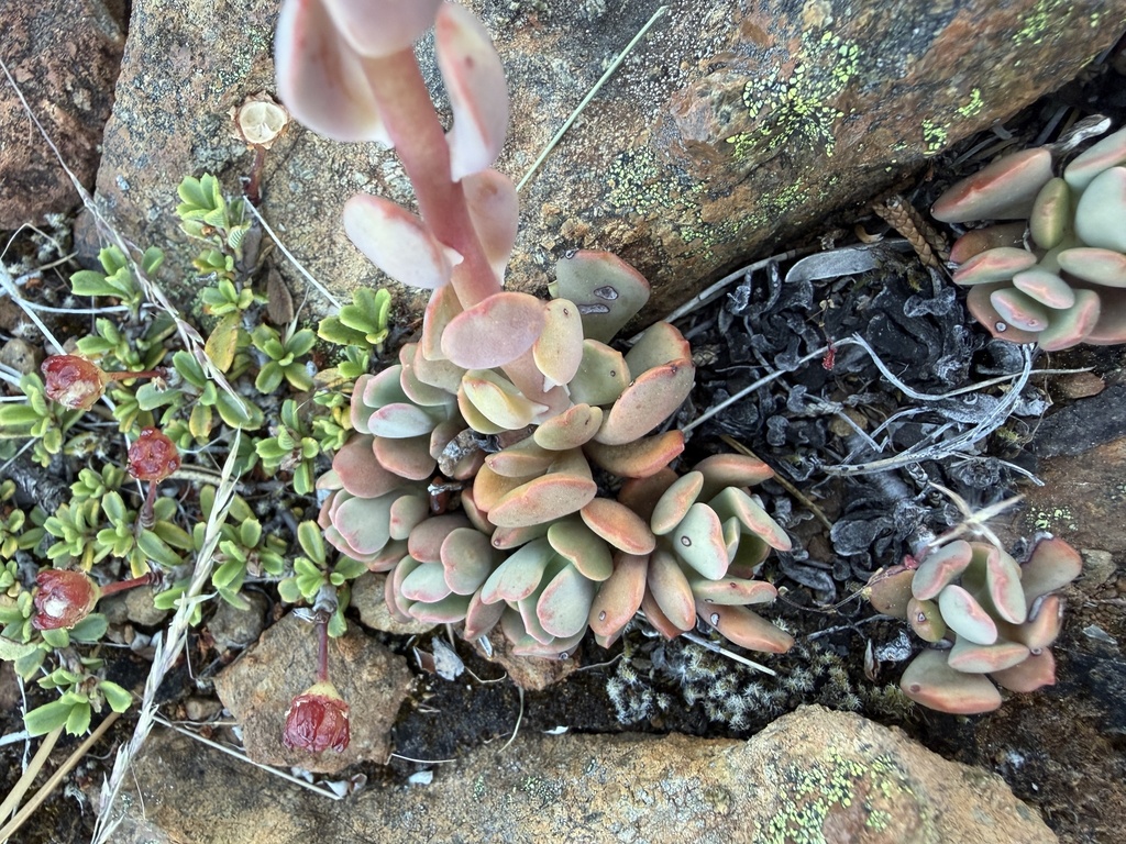 Sedum laxum; photograph (c) Dee Shea Himes, some rights reserved (CC BY)
