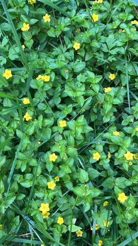 Yellow Pimpernel