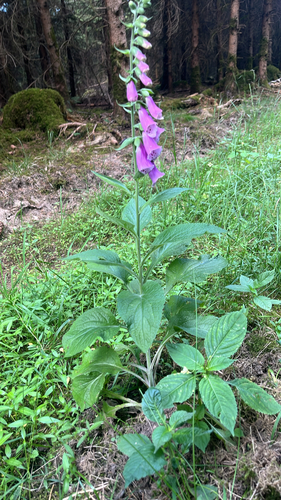 purple foxglove