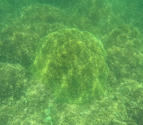 Pocillopora elegans observed 2026-06-16