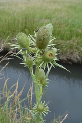 Eryngium agavifolium