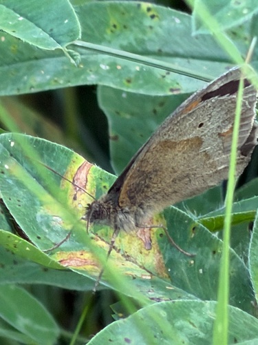 Meadow Brown