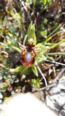 Ophrys speculum speculum
