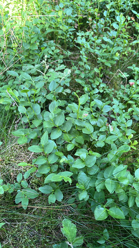 common bilberry