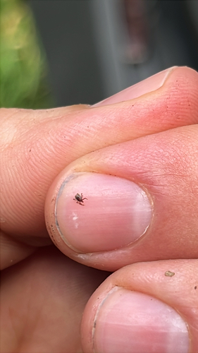 Castor Bean Tick