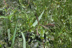 Echinochloa helodes