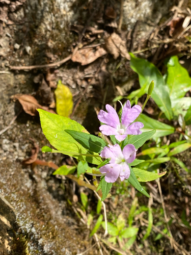 Impatiens platypetala