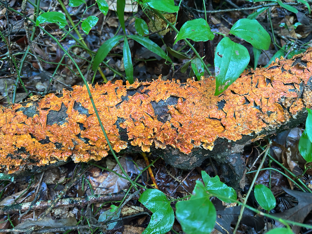crowded parchment · June 2026 · photo: Photo: no rights reserved · iNaturalist