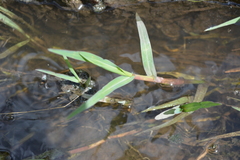 Echinochloa helodes
