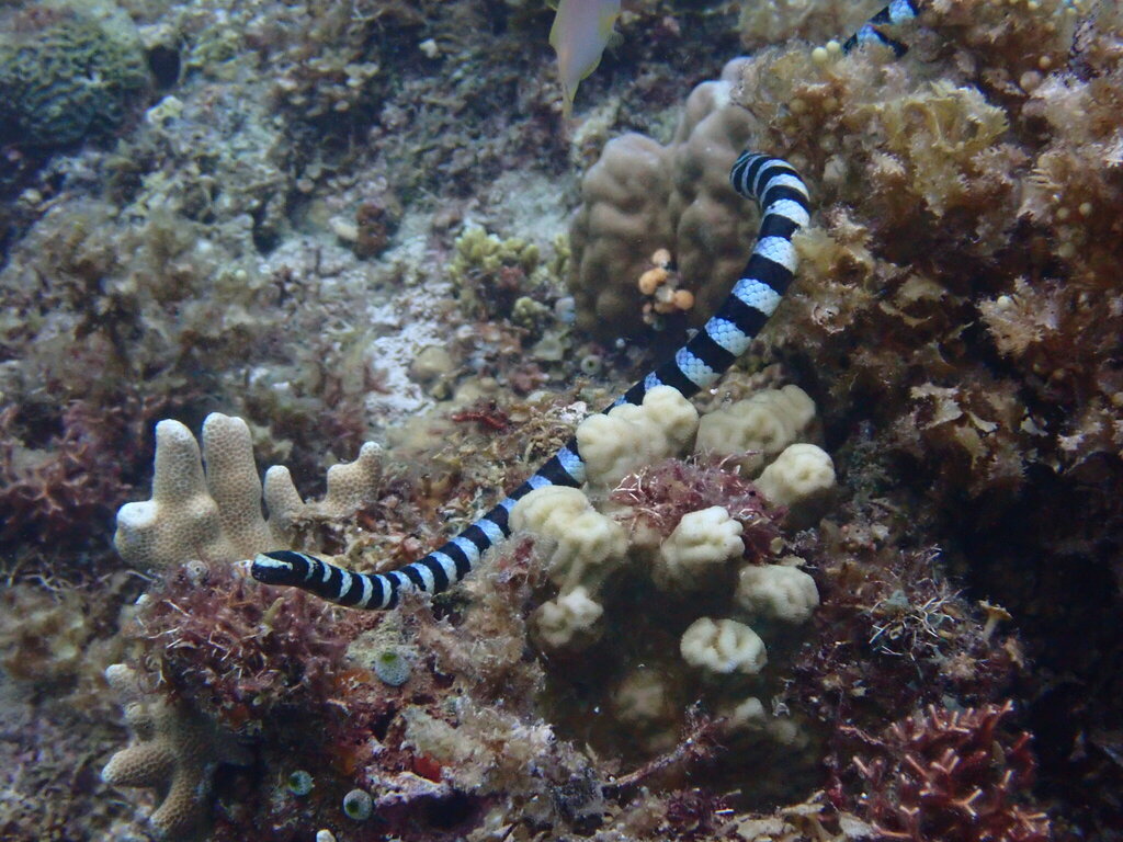 Blue-lipped sea krait moving through a Philippine reef