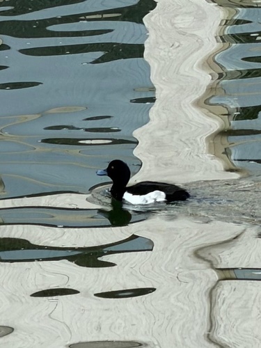 Tufted Duck