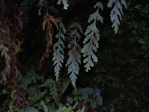 Hymenophyllum pallidum observed 2026-06-19