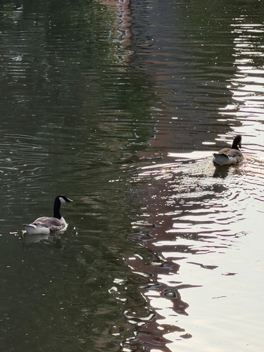 Canada Goose