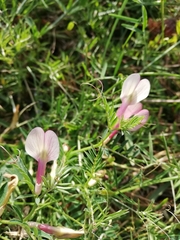 Vicia tetrasperma