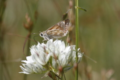 Hesperia lindseyi