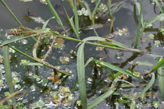 Echinochloa helodes