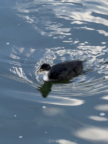 Eurasian Coot
