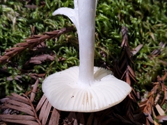 Hygrophorus subaustraligus
