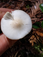 Hygrophorus subaustraligus
