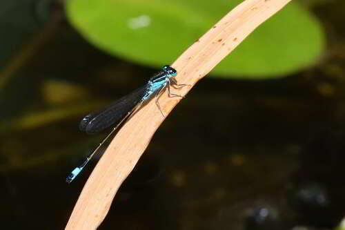 Blue-tailed Damselfly