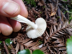 Hygrophorus subaustraligus