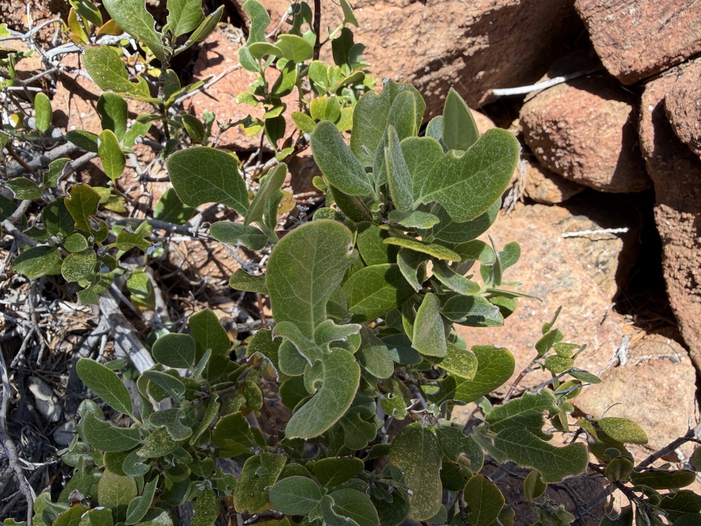 Garrya buxifolia; photograph (c) Dee Shea Himes, some rights reserved (CC BY)