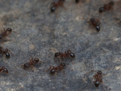 Myrmica americana