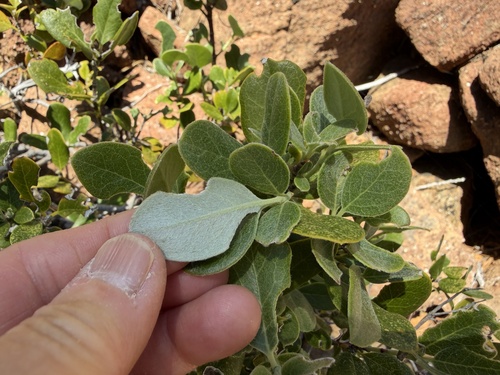 Garrya buxifolia, photograph 3