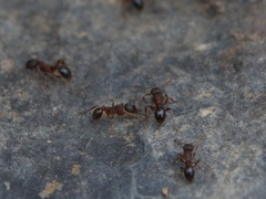 Myrmica americana