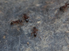 Myrmica americana
