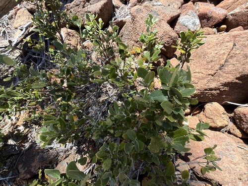 Garrya buxifolia, photograph 4