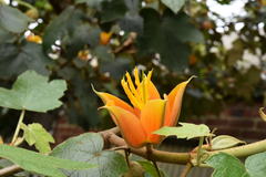 ×chiranthofremontia lenzii