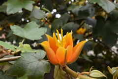 ×chiranthofremontia lenzii