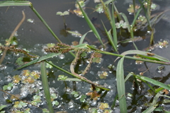 Echinochloa helodes