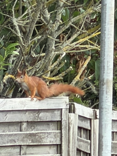 Eurasian Red Squirrel