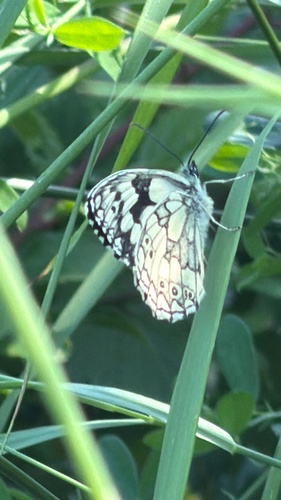 Marbled White