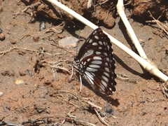 Neptis dejeani