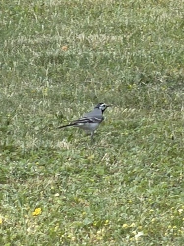 White Wagtail