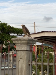 Rupornis magnirostris