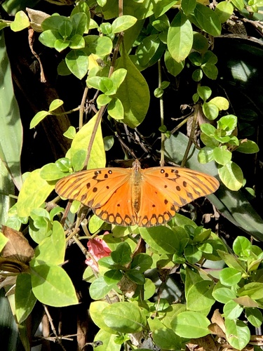 Dione vanillae maculosa