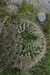 Gymnocalycium monvillei
