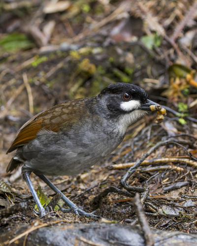 Jocotoco Antpitta (Grallaria ridgelyi), photo 2