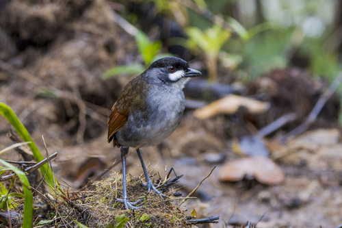 Jocotoco Antpitta (Grallaria ridgelyi), photo 8