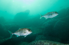 Seriola hippos