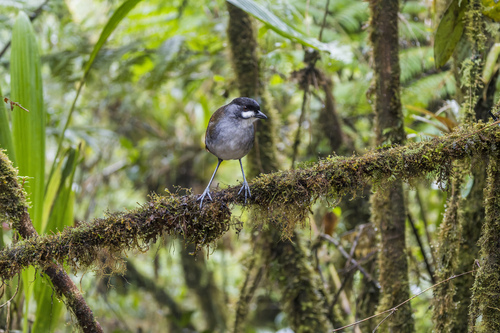 Jocotoco Antpitta (Grallaria ridgelyi), photo 9