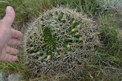 Gymnocalycium monvillei