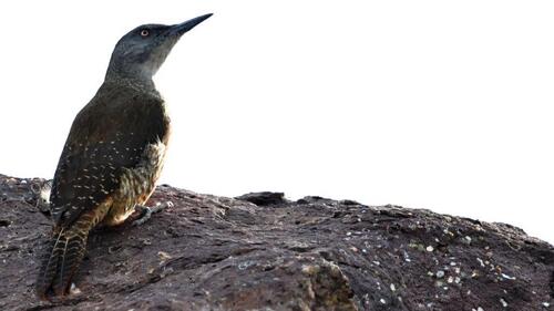 iNaturalist image