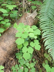 Vancouveria hexandra